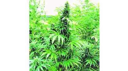 Cannabis seized, cannabis seized in Madurai, ganja seized, India news, latest news, Indian express