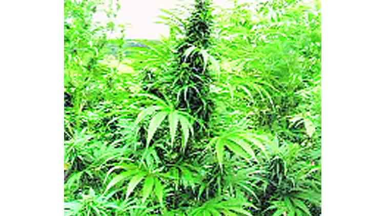 Cannabis, Cannabis drugs, Cannabis smuggling, Drugs, Drug smuggling, Vishakhapatnam, News, India news, Vishakhapatnman news,