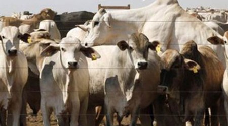 Cattle smuggling, Bangladesh, Cattle smuggling laws, Indo-Bangladesh border, Cattle smuggling Assam, Cattle smuggling North Bengal, Cattle smuggling news, india news, indian express news