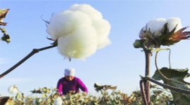 cotton farms. cotton crops ludhinana, ludhiana cotton, cotton farmers protest, ludhiana protest, ludhiana news, chandigarh news, india news