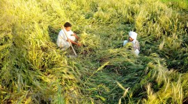 crop-damage-l Punjab farmers, rain crop damage, crop damage, paddy crop, Basmati farmers, Punjab crop farmers, farmers of Punjab, crop prices, Punjab crop prices, Punjab news, India news, nation news