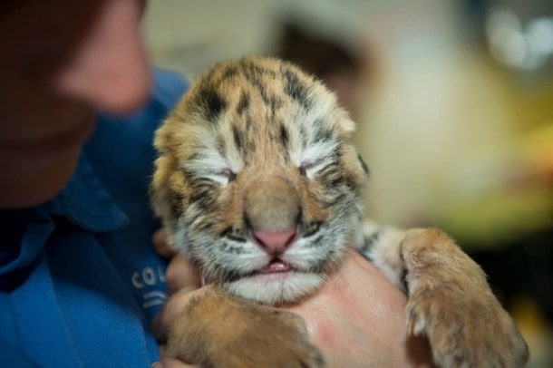 PHOTOS: Utterly cute: Three Amur tiger cubs born on Earth Day at ...