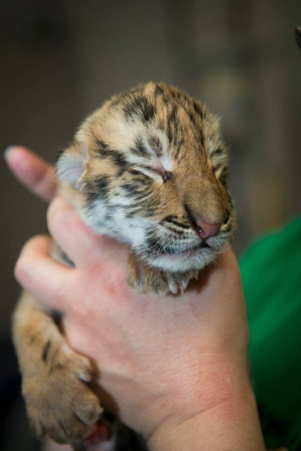 Utterly cute: Three Amur tiger cubs born on Earth Day at Columbus zoo ...