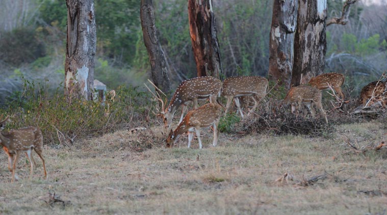 Day-2---Deers-at-Bandipur