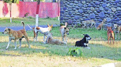 Stray dog menace, Panchkula, Stray dog menace panchkula, Haripur residents, Dog sterilisation, Chandigarh latest news