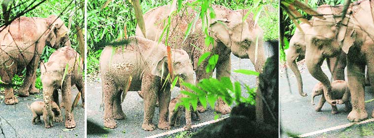 wild elephant, newborn elephant calf, wild elephants, wild elephant new born, forest staff guard elephant,  Vazhachal forest elephants, elephants in India, elephant born, indian express news, indian express, express news, india news, elephant news