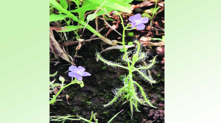 40 endangered plant species battle to survive amid growing tourists  footfall, agriculture: MSU study | Ahmedabad News - The Indian Express