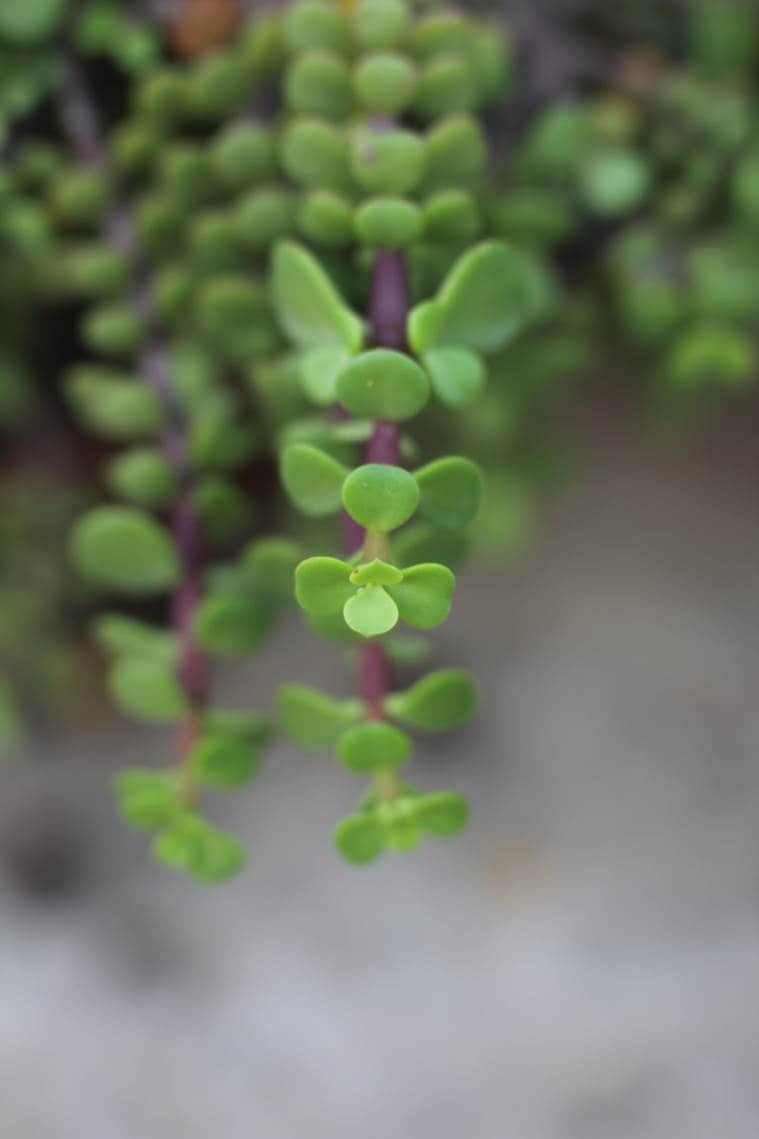 Sigma 50mm F1.4 DG HSM 