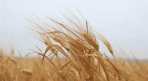 Why Gujarat has a poor record in food security