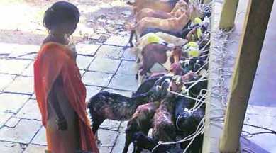 sion gang, stealing goats, goat stole, goat sale, goat business, mumbai news, city news, local news, maharashtra news, Indian Express