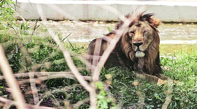 Who ought to be the national animal of the country? The debate hots up | Lifestyle News,The Indian Express Who ought to be the national animal of the country? The debate hots up | Lifestyle News,The Indian Express