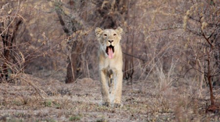 Gir forest, lions, india lions, gir forest lions, gir forest number of lions, munber of lions gir forest, Gujarat lions, lions gujarat, gujarat news, gir forest news, india news