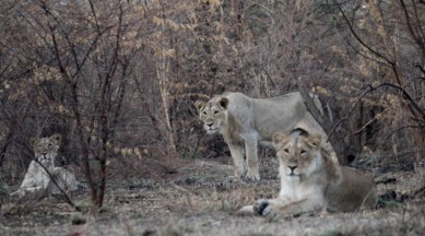 Kannada Forest Gril Sex Rep Video - Gujarat flash floods killed 10 lions, about 90 spotted deer: report | The  Indian Express