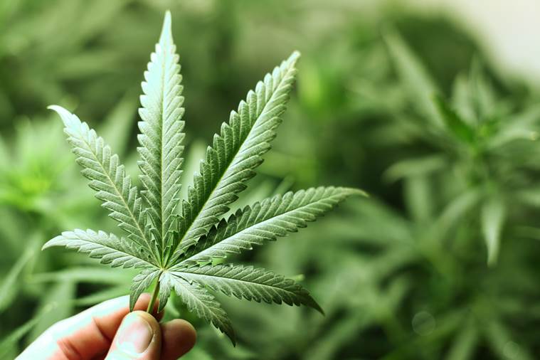 Three crore Indians use cannabis; ganja in Northeast, bhang elsewhere |  Explained News,The Indian Express