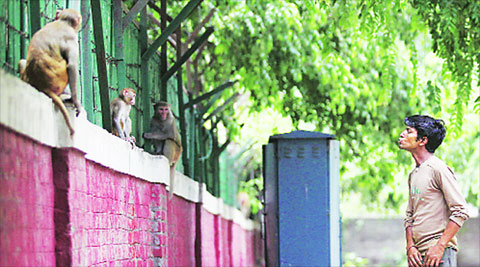 Notice to NDMC over electric fencing to keep away monkeys