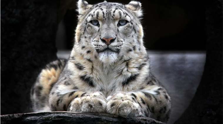 Long-endangered snow leopard upgraded to ‘vulnerable’ status | World