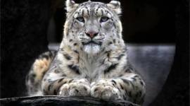 snow leopard, adoption, animal adoption, animal adoption india, indian bustard, gharial, leopard, india news