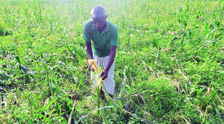 A farmer inspects his ruined maize crop at Kudaili village in Purnia’s worst-affected Dagarua block on Thursday. (Express Photo by: Prashant Ravi)