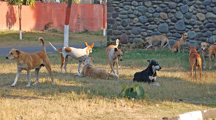 stray dogs kerala, stray dogs, stray dog menace, kerala congress, stray dogs kerala controversy, kerala news, india news