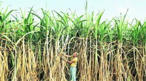 sugar cane, sugar cane industry, sugar industry, ste, sugar export, isec, sugar factory, economy news, business news