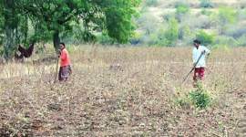 weather, agriculture, brought, maharashtra drought, weather change, mumbai news, maharashtra news, local news, city news