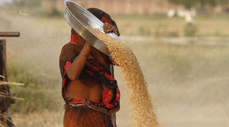 The Failing Fields, Madhya Pradesh crop damaged, crop damage, unseasonal rain, India unseasonal rain, Madhya Pradesh grain market, farmers issue, farmer, crops ruined, rain destroy crops, india news, Unseasonal rainfall, Agriculture Ministry, Indian express