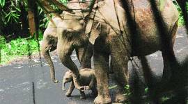 wild elephant, newborn elephant calf, wild elephants, wild elephant new born, forest staff guard elephant, Vazhachal forest elephants, elephants in India, elephant born, indian express news, indian express, express news, india news, elephant news