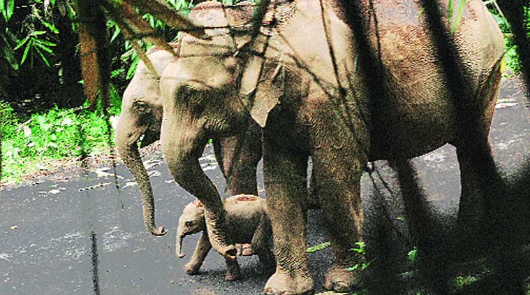 The newborn calf and its  parents in the Vazhachal forests in Kerala on Wednesday. (Express Photo by: Ajay Krishnan)