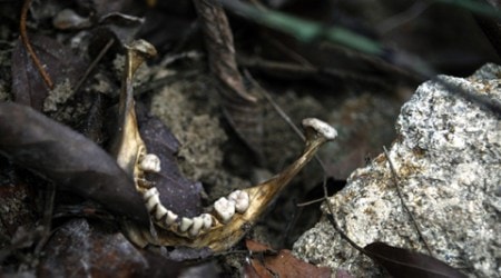 A human jaw is photographed near an unmarked grave in Wang Burma at the Malaysia-Thailand border outside Wang Kelian, Malaysia on Tuesday, May 26, 2015. Malaysian forensic teams exhumed a body from a shallow grave at an abandoned camp on Tuesday that was used by human traffickers, the first of what police predicted would be more grim findings as they combed through a cluster of jungle camps on the border with Thailand. (AP Photo/Joshua Paul)