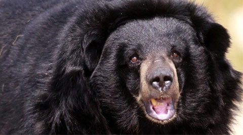 Man takes on rampaging bear, escapes unhurt | India News - The Indian ...