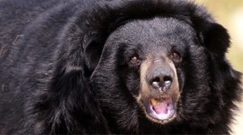 bear attack, bear, tea estate bear attack, wild animal attack, animal attack, india news