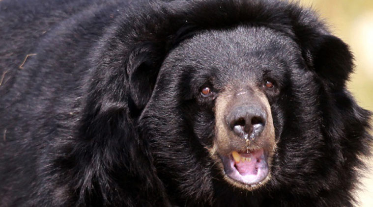 bear attack, bear, tea estate bear attack, wild animal attack, animal attack, india news