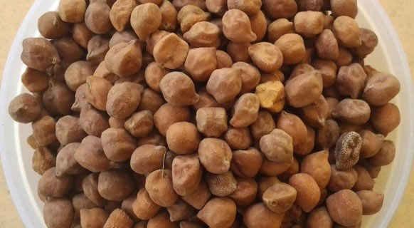 Bengal grain
