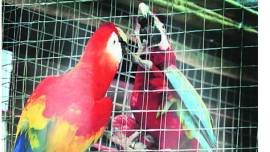 birds, birds right, High court, fundamental rights of birds animals, Prevention of Cruelty to Animal Act, Delhi Police, delhi news, city news, local news, Indian Express