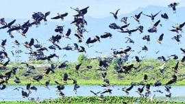 bird sanctury, Sultanpur National Park, migratory bird, avian species, delhi news, city news, local news, Indian Express