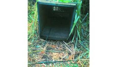 Leopard, leopard break cage, break cage, leopard attack, leopard, pune forest department, poor quality cages, leopard cages, pune news, city news, local news, pune newsline, Indian Express