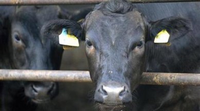Firozabad, Firozabad tension, Firozabad cow deaths, Firozabad protests, Firozabad cattle smugglers, Firozabad news, UP news