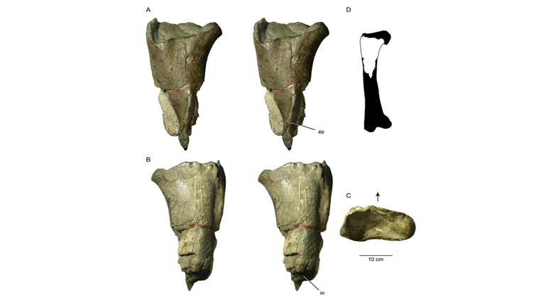 Fossil of the first dinosaur found in Washington State | Technology News,The Indian Express