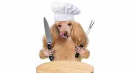 dog-food-thumb no alt set