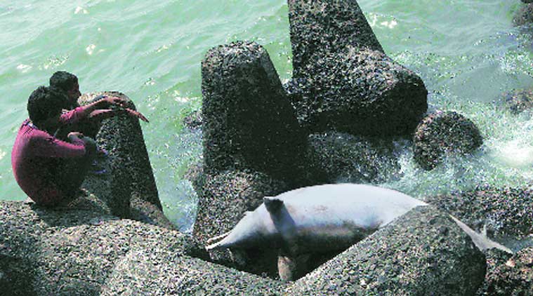 Dolphin Deaths: Forest dept seeks help of Goa institute to unravel