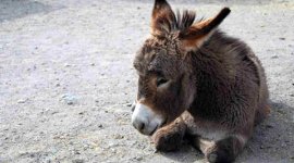 donkey-480 pakistan sends donkeys to china, pakistan donkeys, china donkeys, pakistan news, world news, indian express news