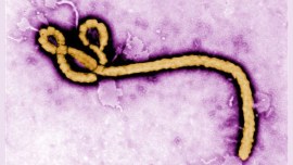 Mass vaccination may not prevent Ebola outbreaks