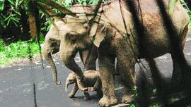 elephant calf, elephant, road, wild elephant calf, Kerala’s Vazhachal forest, india news, national news, nation news, Indian Express