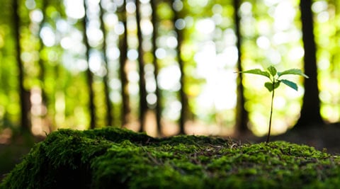 World Environment Day: Twitterati bat for green earth