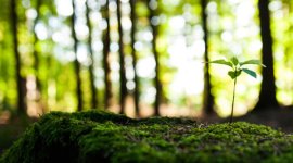 school holiday, Maharashtra school holiday, Maharashtra college holiday, Maharashtra schools, Maharashtra colleges, Green Maharashtra