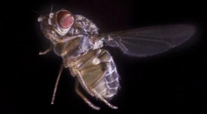 Neurons: How Flies Fly