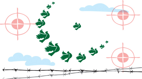 spy pigeon, pak spy pigeon, pakitan spy pigeon, Pakistan, Pakistan pigeon, Pigeon border, India Pakistan border, Pathankot, Pathankot pigeon, Pakistan pigeon investigation, Border Security Force, indian express, indian express editorials, editorials, india news