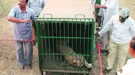 leopard, leaopard attack, lepard agitation, agitation, forest department,