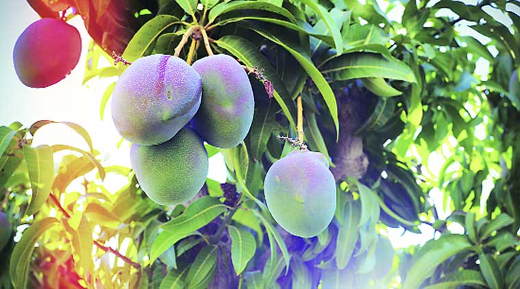 mango, indian express, Horticultiure Maharashtra, Maharashtra farmers, indian farmer, indian monsoon, monsoon forecast,