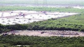 mumbai mangroved, mangroves cell, maharashtra forest department, encroachments, mumbai news, city news, local news, maharashtra news, airlines news, Indian Express